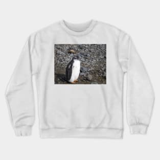 Gentoo penguin chick at Brown Bluff Crewneck Sweatshirt